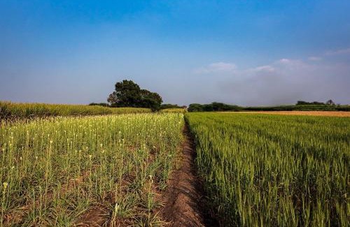 Wadgaon Villa | SaffronStays Happy Fields, Pune - luxury farmstay with farm to table food