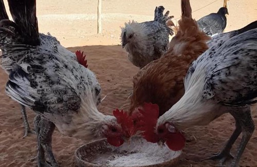 M'Hamid El Ghizlane Cabin | Sahara Peace