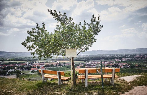 Rohrendorf bei Krems Bed & Breakfast | Schmankerl und Gast