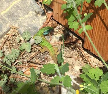 Weissenkirchen in der Wachau Apartment | Seiber 172