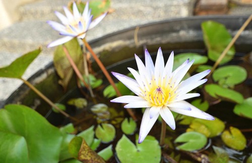 Meinong House | Serenity Moutainview Homestay