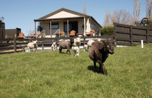Coal Stream House | Shearvue Farmstay with Optional Free Farm Experience at 5pm