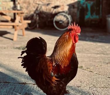 Gwynfe Other | Shepherds Hut - Brecon Beacons