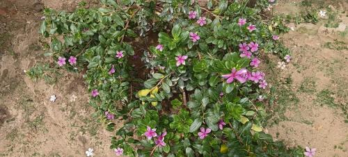 Misrikh House | Shreyash Homestay