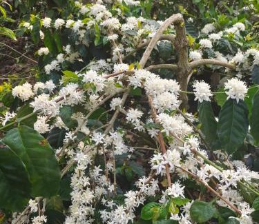 Chikkamagaluru House | SilverCloud Homestay