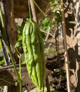 Ruteng House | Skipper House