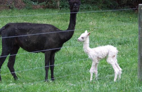 Rotorua Bed & Breakfast | Slice of Paradise