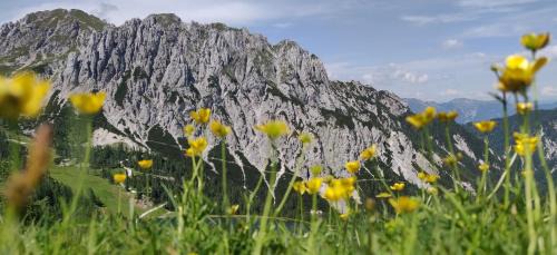 Sonnleitn Apartment | Sonnleitn AlpinWell Appartment (Ski in&out + Wellness)