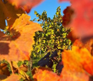 Glanz an der Weinstrasse Apartment | Summer Wine