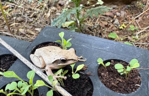 Manchanabele House | Swa Vana The Designers studio