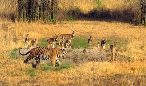 Tala Cabin | Tala Camp