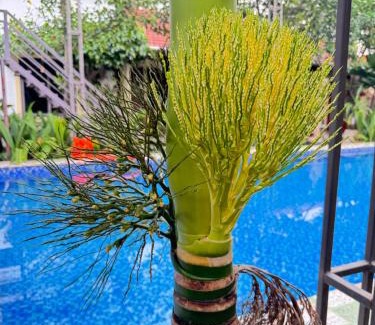 Hoa Lu House | TAM COC SUNRISE HOMESTAY - Vân Viễn - đội 2