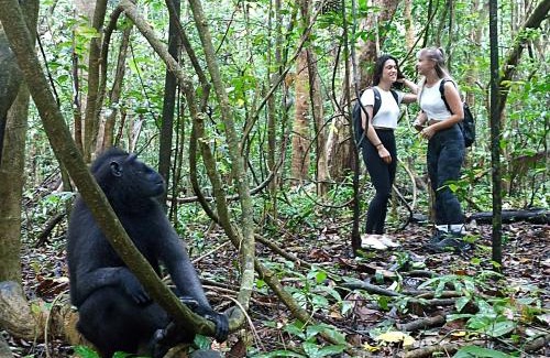 Marinsow House | Tangkoko Ranger Homestay