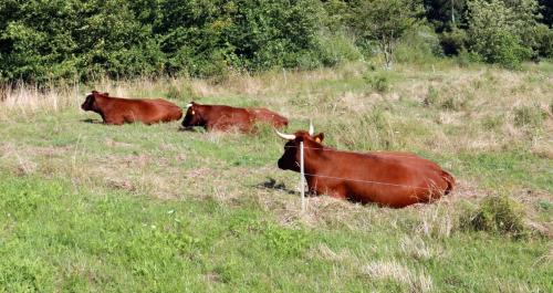 Wallhausen Apartment | Tannengarten Kälbertal