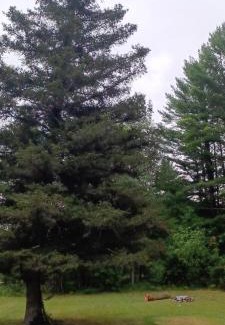 Roscommon Apartment | TeePee Room 3- Newly Renovated