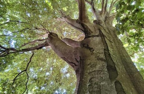 Burzet Other | Tente Tipi en pleine forêt