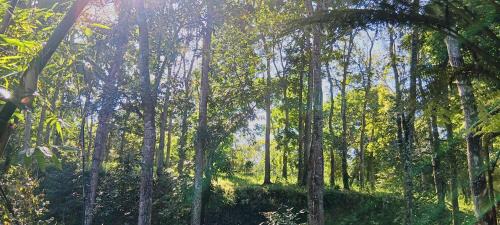 Kecamatan Montong Gading House | Tereng Wilis Jungle Inn