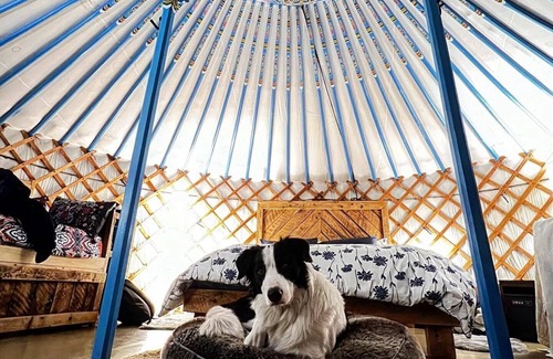 Lakeside Resort | The Blue Jay Yurt- Our Pet Friendly Yurt