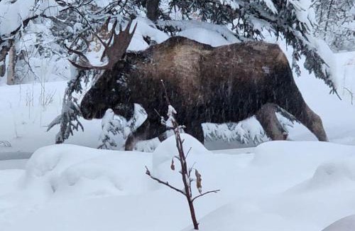 Palmer House | The Eagle's Nest Treehouse Cabin