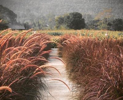 Mae Wang Resort | The Maewin Coffee & Cottage Economy Twin Room