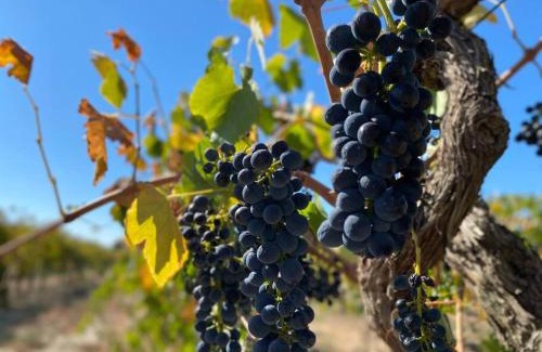 Nuriootpa Apartment | The Red Door @ Barossa Valley Vineyard View