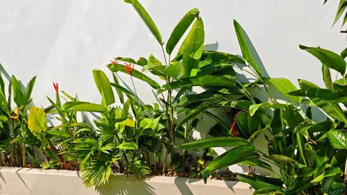 Dong Hoa House | The White House