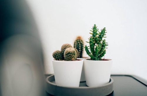 Glarus Apartment | TheNest