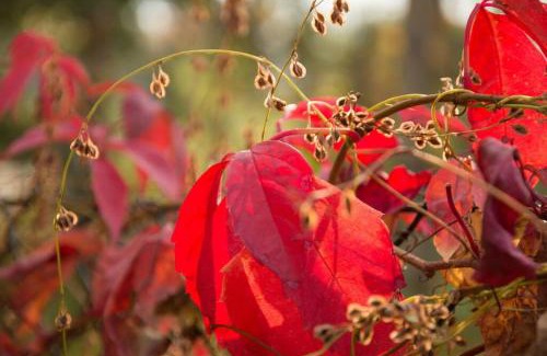 Klipphausen House | Tiny Haus auf idyllischem Grundstück im Rittergut
