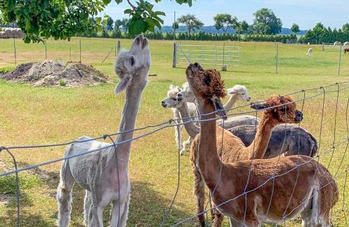 Rubkow House | Tiny House auf der Alpaka Farm