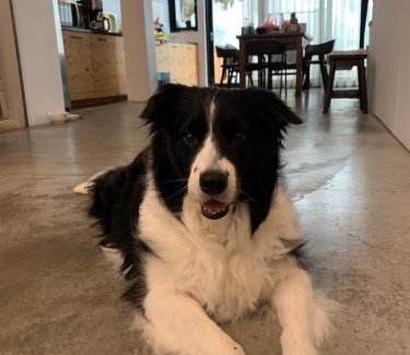 North District Villa | Tree House