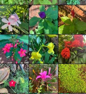 Dapoli Bed & Breakfast | Triskelion - Bed and Breakfast, Family home stay by Joshi Brothers