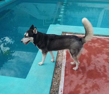 Pie de la Cuesta Hotel | Tropic Inn