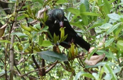 Tauranga House | Tropical Avocado Orchard Escape Ohauiti