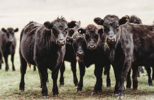 Nimmitabel House | Tussock Lodge Snowy Mountains