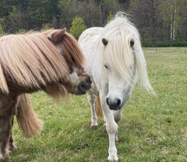 Feldberger Seenlandschaft Apartment | Urlaub auf dem Land
