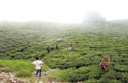 Namchi House | VAMOOSE TEMI