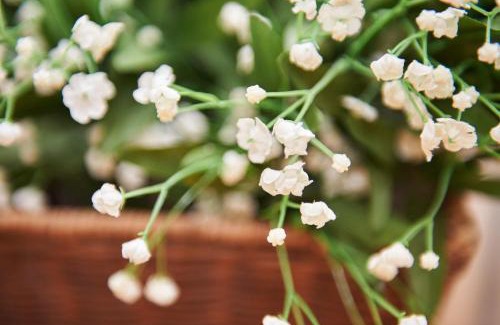 Zeltingen-Rachtig Hotel | Vegan Hotel und Restaurants Nicolay 1881