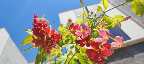 Ajman House | Villa 6