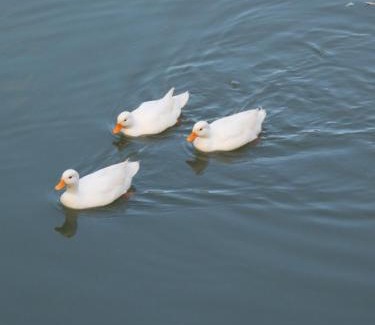 On Klang House | Villa At On Organic Farm