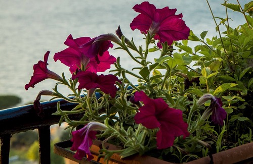 Seiano Villa | Villa Capri Top Tours Positano Capri and Pompeii in 3 days