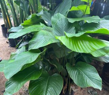 Setiu House | Villa D La Sa Pantai Penarik