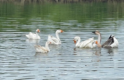North Padang Lawas Villa | Villa Gomburan Pakkat Lestari