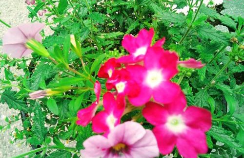 Diano San Pietro Apartment | VILLA MONICA Diano San Pietro (IM) Italy