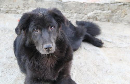 Mukteshwar House | Vineet Homestay