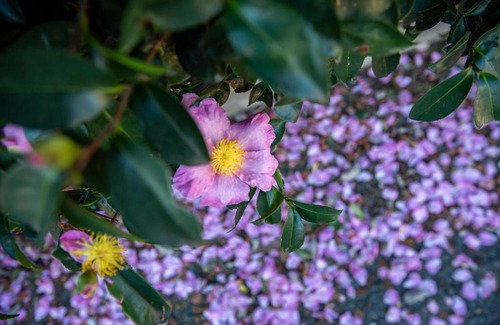 Neerim South House | Vivere Retreat