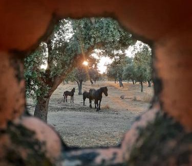 Villanueva de Cordoba House | Vivienda Rural Añil