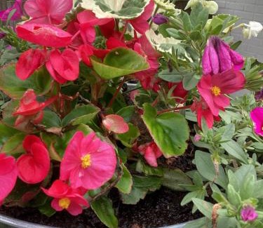 Municipality of Waalre House | Waltrilo