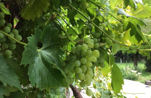 Sankt Veit in der Sudsteiermark House | Wein-Chalet W141