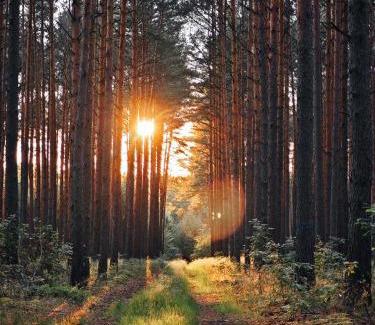 Kemlitz Other | Whispering Pines