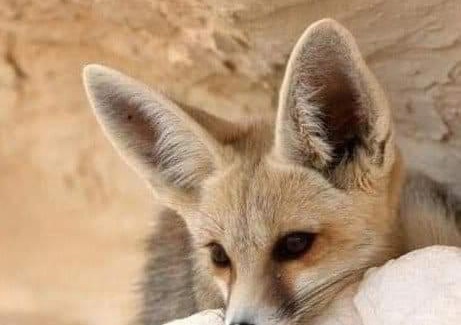 Bawati Other | White desert safari in Egypt